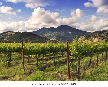 A Napa Valley Vineyard In The Spring.