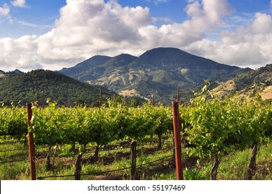 Napa Valley Vineyard In The Spring