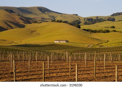 Napa Valley Vineyard At Sunset
