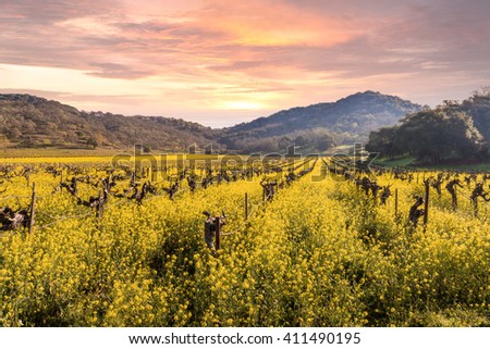 Napa Valley Vineyards Spring Sunrise, Mountains, Wild Mustard Plant