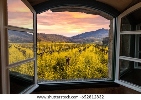 Napa Valley Vineyards in Spring, Wild Mustard Flowers Blooming, Mountains Sunrise Sky View Through a Window