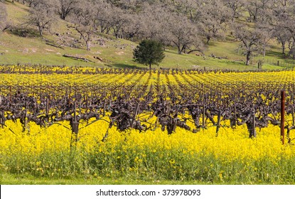 Napa Valley Vineyards in Spring with Yellow Mustard Flowers Blooming
