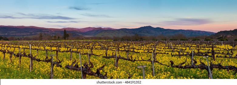 Napa Valley wine country panorama at sunset in winter. Napa California vineyard with mustard and bare vines. Purple mountains at dusk with wispy clouds.