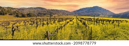 Napa Valley Wine Country Vineyards, Wild Mustard Flower and Colorful Sunset in Spring Panoramic.