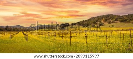 Napa Valley Wine Country Vineyards, Wild Mustard Flower and Colorful Sunset in Spring in panoramic format..