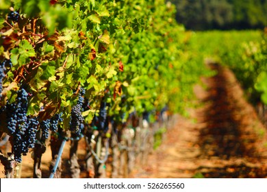 Napa Valley Wine Vineyard