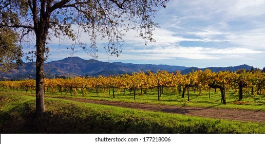  Napa Wine Country, California                              