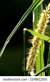 Napier Grass Or Elephant Grass Flower With Highlight And Dark Background In Sunny Day