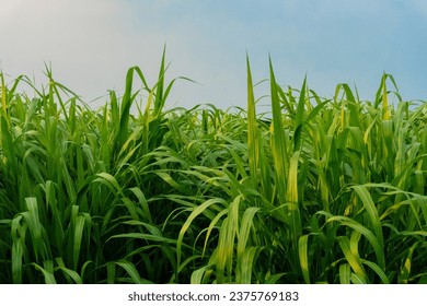 Napier grass, elephant grass or Uganda grass, is a species of perennial tropical grass native to the African grasslands. It has low water and nutrient requirements.