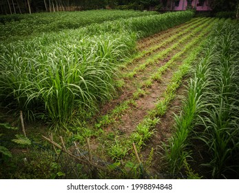 Napier Grass In Farmland. Animals Nutritious Food.