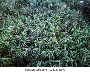 Napier Grass Is Grown As A Source Of Food For Livestock