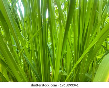 Napier Grass Pennisetum Purpureum, Slender Green Leaves Used As Food For Ruminants Can Be Cut And Design Editing