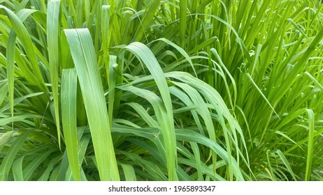 Napier Grass Pennisetum Purpureum, Slender Green Leaves Used As Food For Ruminants Can Be Cut And Design Editing