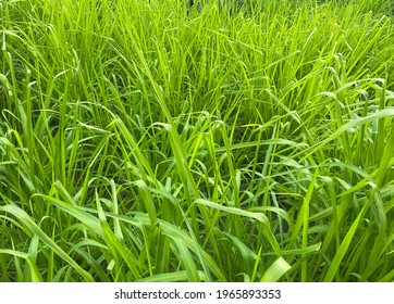 Napier Grass Pennisetum Purpureum, Slender Green Leaves Used As Food For Ruminants Can Be Cut And Design Editing