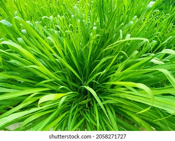 Napier grass Pennisetum purpureum, slender green leaves Used as food for ruminants Can be cut And design editing