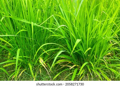 Napier Grass Pennisetum Purpureum, Slender Green Leaves Used As Food For Ruminants Can Be Cut And Design Editing