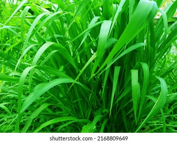 Napier Grass Pennisetum Purpureum, Slender Green Leaves Used As Food For Ruminants Can Be Cut And Design Editing.