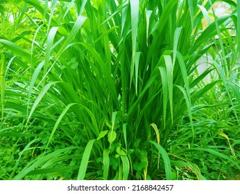 Napier Grass Pennisetum Purpureum, Slender Green Leaves Used As Food For Ruminants Can Be Cut And Design Editing.