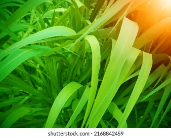 Napier Grass Pennisetum Purpureum, Slender Green Leaves Used As Food For Ruminants Can Be Cut And Design Editing.