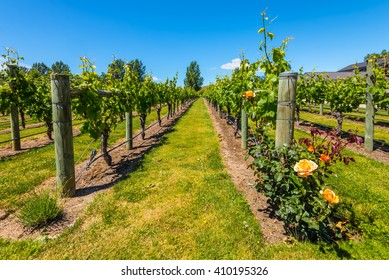 NAPIER, NEW ZEALAND - NOVEMBER 19, 2014: New Zealand's Wine Country Is Located In Napier Near Hawke's Bay - Vineyards North Island New Zealand.