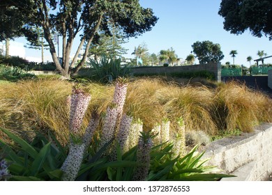 Napier NZ Garden