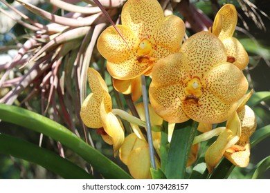 Naples Fl, Yellow Orchid Flowers 