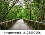 Naples, Florida Coller County Gordon River Greenway Park wood boardwalk trail through mangrove swamp forest landscape summer view with nobody