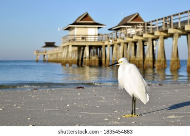 Naples Florida Pier At Sunrise