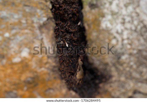 Napoh, Kedah,\
Malaysia- August 30 2015: Red ants in the hole near the anthill. An\
ant is holding a pupae/\
larvae