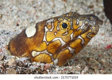 Napoleon Snake Eel -Ophichthus Bonaparti