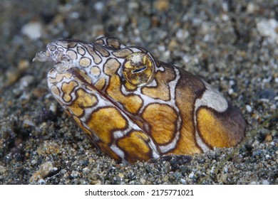 Napoleon Snake Eel -Ophichthus Bonaparti