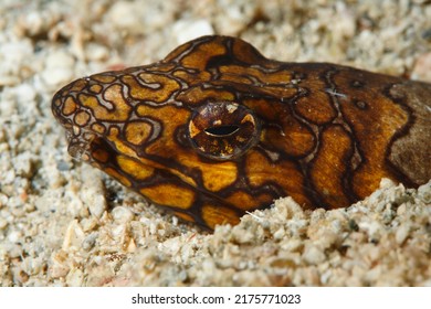 Napoleon Snake Eel -Ophichthus Bonaparti