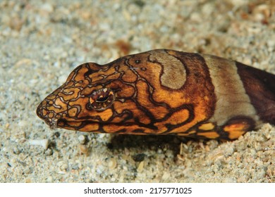 Napoleon Snake Eel -Ophichthus Bonaparti