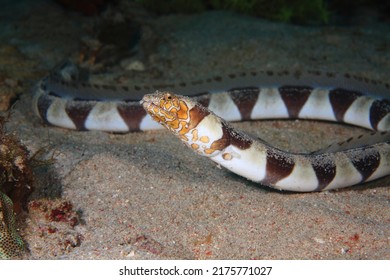 Napoleon Snake Eel -Ophichthus Bonaparti