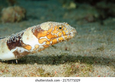 Napoleon Snake Eel -Ophichthus Bonaparti