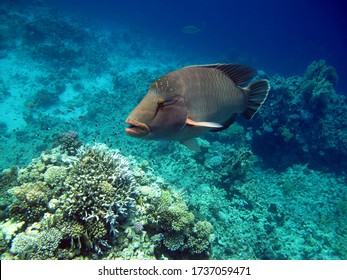 Napoleonfish. Fish - Type Bone Fish Osteichthyes Gubanovye - Labridae. Fish - Napoleon.