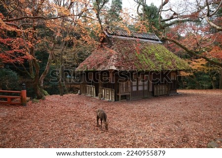 Nara Old tea house and deer