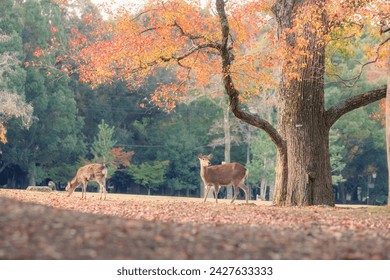 Nara Park and deer in the early morning of autumn with beautiful autumn leaves