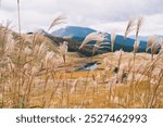 [NARA]Golden silver grass heralds the arrival of autumn, The sparkling silver grass is a highlight, Soni highlands, Japan