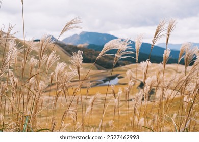 [NARA]Golden silver grass heralds the arrival of autumn, The sparkling silver grass is a highlight, Soni highlands, Japan