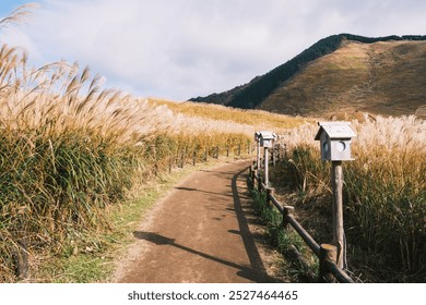 [NARA]Golden silver grass heralds the arrival of autumn, A footpath lined with beautiful silver grass blooming on both sides, Soni highlands, Japan