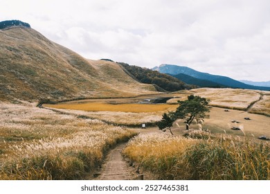 [NARA]Golden silver grass heralds the arrival of autumn, A view from above of beautiful blooming silver grass, Soni highlands, Japan