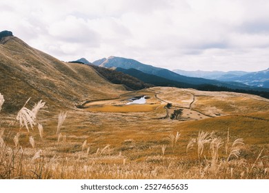 [NARA]Golden silver grass heralds the arrival of autumn, Soni highlands, Japan