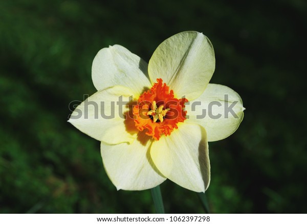 Suchen Sie Nach Narciss Flower Narcissus Tazetta Stockbildern In Hd Und Millionen Weiteren Lizenzfreien Stockfotos Illustrationen Und Vektorgrafiken In Der Shutterstock Kollektion Jeden Tag Werden Tausende Neue Hochwertige Bilder Hinzugefugt