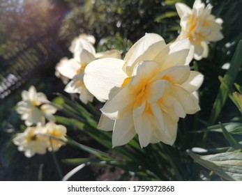 Narcissus — In Ancient Greek Mythology, The Son Of The River God Cephys And The Nymph Liriope (Lavriona), Or The Son Of Endymion And Selene, Who Became A Symbol Of Youthful Pride And Self-love.