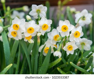 Narcissus Blooming In Spring