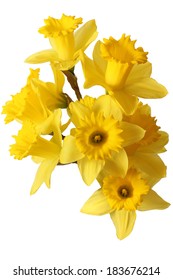 narcissus bouquet isolated on white 