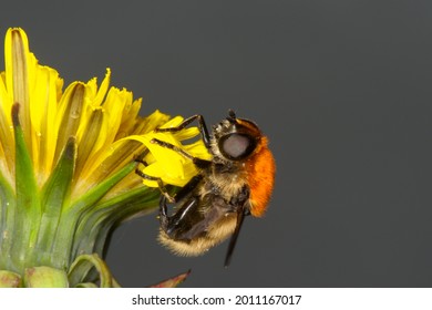 The Narcissus bulb fly is a good mimic of a bumble bee (Merodon equestris)