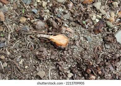 A Narcissus Bulb On The Ground