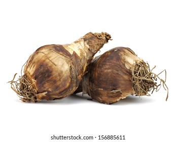 Narcissus Bulb On A White Background    